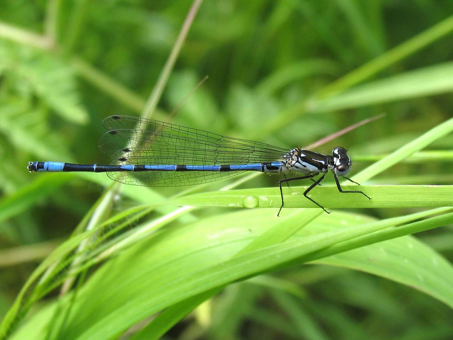 Male Variable Damselfly by David Kitching